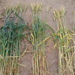 Afirman que la diferencia entre fertilizar bien y hacerlo mal puede ser de 7.000 kg/ha 6 Ensayo trigo 960