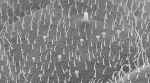 volatiles-e1479736727831-1024x568