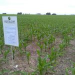 Afirman que la diferencia entre fertilizar bien y hacerlo mal puede ser de 7.000 kg/ha 9 WhatsApp Image 2016 11 21 at 17.04.53