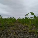 Afirman que la diferencia entre fertilizar bien y hacerlo mal puede ser de 7.000 kg/ha 10 WhatsApp Image 2016 11 21 at 17.05.09 1