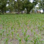 Afirman que la diferencia entre fertilizar bien y hacerlo mal puede ser de 7.000 kg/ha 12 WhatsApp Image 2016 11 21 at 17.05.14 1