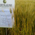 Afirman que la diferencia entre fertilizar bien y hacerlo mal puede ser de 7.000 kg/ha 15 WhatsApp Image 2016 11 21 at 17.05.32