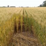 Afirman que la diferencia entre fertilizar bien y hacerlo mal puede ser de 7.000 kg/ha 19 WhatsApp Image 2016 11 21 at 17.05.36