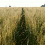 Afirman que la diferencia entre fertilizar bien y hacerlo mal puede ser de 7.000 kg/ha 20 WhatsApp Image 2016 11 21 at 17.05.40
