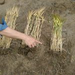 Afirman que la diferencia entre fertilizar bien y hacerlo mal puede ser de 7.000 kg/ha 30 WhatsApp Image 2016 11 21 at 17.06.29