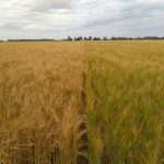 Afirman que la diferencia entre fertilizar bien y hacerlo mal puede ser de 7.000 kg/ha 31 WhatsApp Image 2016 11 21 at 17.06.45