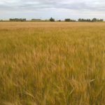 Afirman que la diferencia entre fertilizar bien y hacerlo mal puede ser de 7.000 kg/ha 32 WhatsApp Image 2016 11 21 at 17.06.50 1