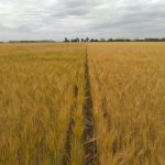 Afirman que la diferencia entre fertilizar bien y hacerlo mal puede ser de 7.000 kg/ha 33 WhatsApp Image 2016 11 21 at 17.06.50