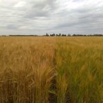 Afirman que la diferencia entre fertilizar bien y hacerlo mal puede ser de 7.000 kg/ha 34 WhatsApp Image 2016 11 21 at 17.06.52 1