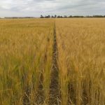 Afirman que la diferencia entre fertilizar bien y hacerlo mal puede ser de 7.000 kg/ha 37 WhatsApp Image 2016 11 21 at 17.07.17 1