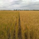 Afirman que la diferencia entre fertilizar bien y hacerlo mal puede ser de 7.000 kg/ha 39 WhatsApp Image 2016 11 21 at 17.07.24