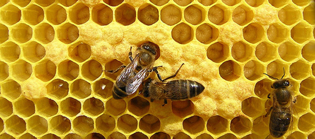 apicultura 631x280 280 631 2043
