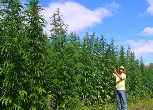 cannabis 490 354 490 12829