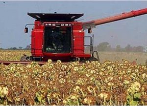 cosecha-de-girasol-490-354-490-8629