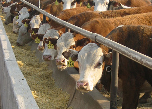 feedlot 490 354 490 23388