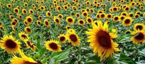 girasol-631-280-631-11824