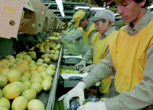 Las tres claves que debe reunir la fruta argentina para competir en los mercados 1 limones 490x354 354 490 8496