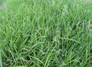 pasturas-490-354-490-15423