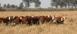 Cambiaron de paradigma y cuadruplicaron la producción de carne por hectárea 1 pasturas-631x280-280-631-4488