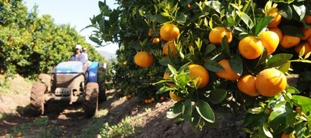 pomelo 631 x 280 280 631 4151