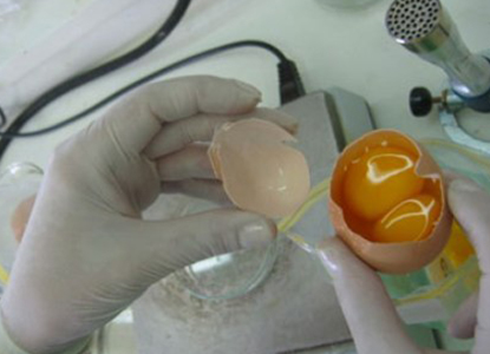 Salmonella salmonella huevo