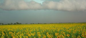 tormenta-girasoles.-280-631-5742