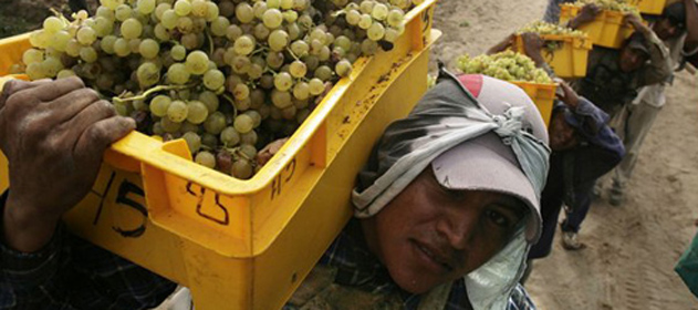 uvas 631x280 280 631 18413