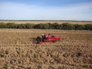 cosechadora_en_accion_sorgo