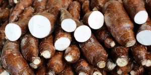 Desarrollan envases ecológicos y biodegradables a partir de yerba mate y mandioca 1 mandioca001