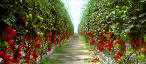 tomate invernadero