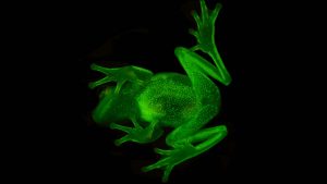 Increíble: descubren el primer caso de ranas fluorescentes 1 foto-1