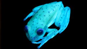 Increíble: descubren el primer caso de ranas fluorescentes 2 foto-2