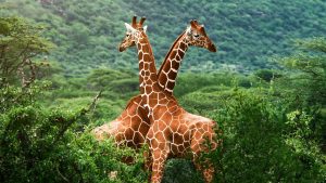 dos-jirafas-en-la-selva-5262e68bb02d0