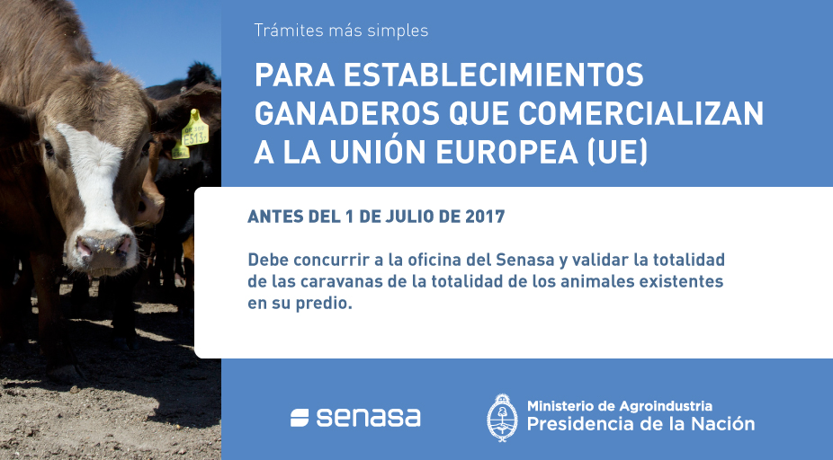 Los proveedores de ganado para faena de exportación a la UE deberán validar sus caravanas antes del 1 de julio 1 carne a UE