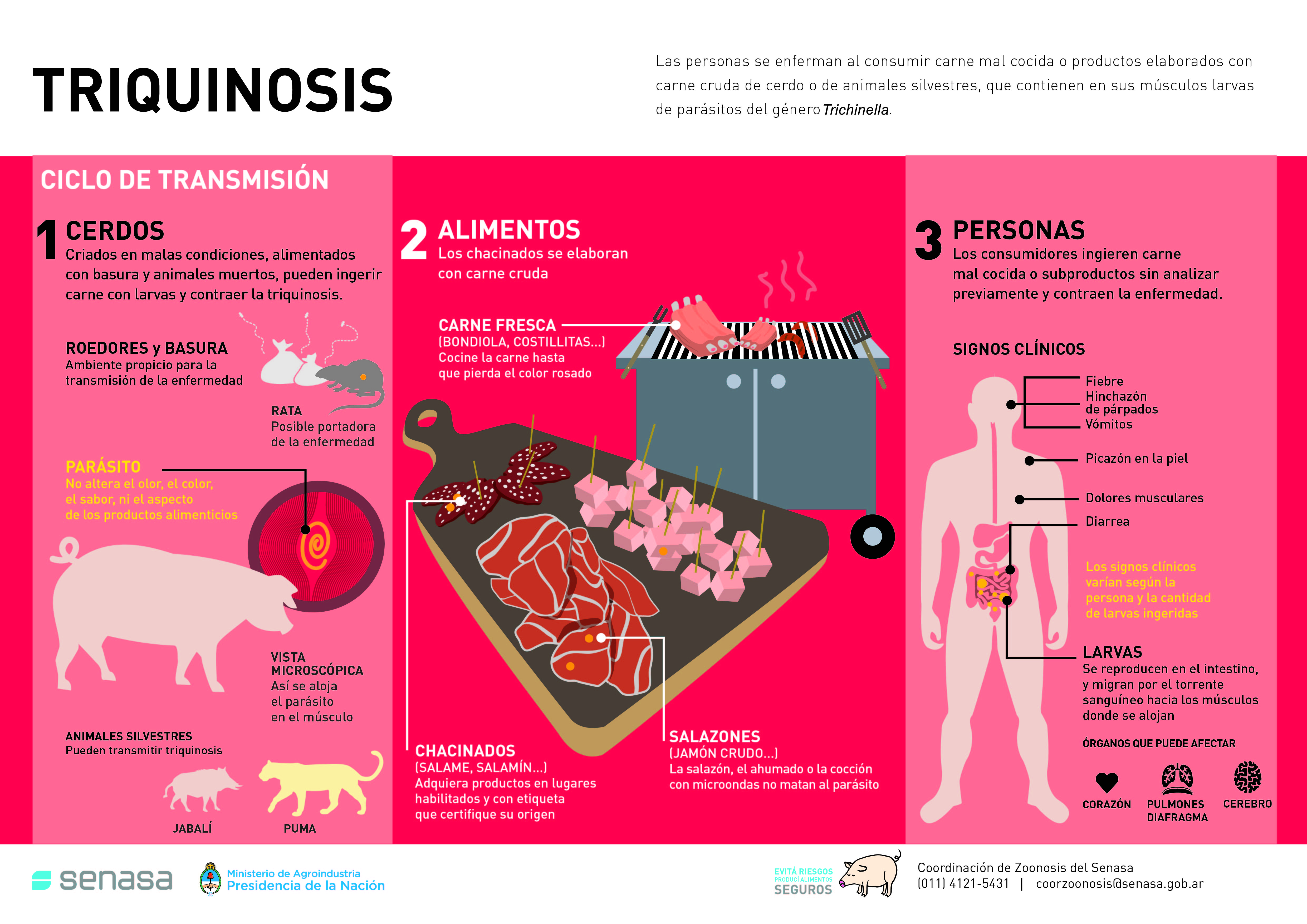 Brindan recomendaciones para prevenir la triquinosis 1 triquinosis