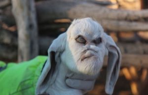 cabrito