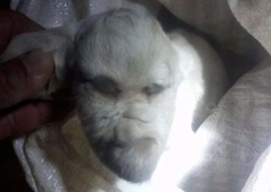 cabrito humano