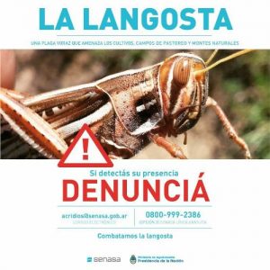 langosta campaña