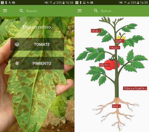 El INTA diseñó una aplicación que identifica enfermedades hortícolas 1 tomate-diagnostico-web2