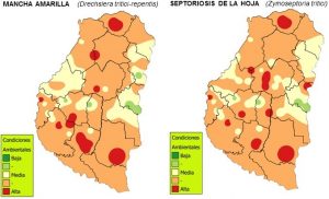 Entre Ríos inició la siembra de maíz correspondiente a la campaña 2017/18 2 59a7f26b29aa8_g