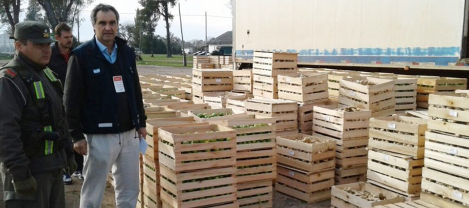 Decomisan siete toneladas de limas Tahití en Corrientes 1 lima decomiso