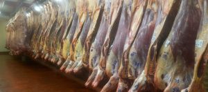 faena bovina