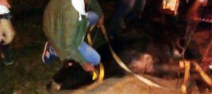 Una "vaca loca" se escapó en Entre Ríos y desató una intensa persecución 1 vaca loca1