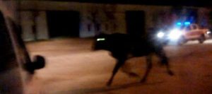 Una "vaca loca" se escapó en Entre Ríos y desató una intensa persecución 2 vacaloca