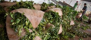 yerba mate 9660