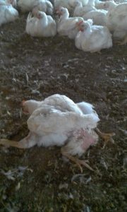 Aparecieron más casos de pollos de 4 patas en Entre Ríos tras el suceso en San Juan 1 Pollo de 4 patas