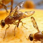 mosca de los frutos