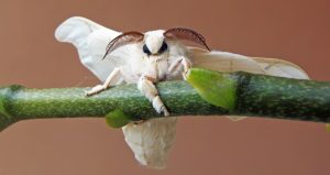 polilla de seda