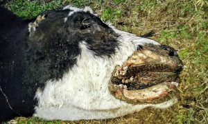 Apareció otra vaca mutilada en La Pampa y creen que es por rabia transmitida por murciélagos 1 vacamut