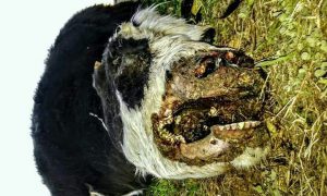 Apareció otra vaca mutilada en La Pampa y creen que es por rabia transmitida por murciélagos 2 vacamuti